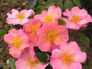 SIMPLE PEACH (climber)